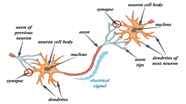 004-a-04-nerve-anatomy.png