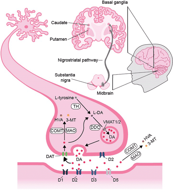 008-a-08-dopaminergic-neurons-4.png