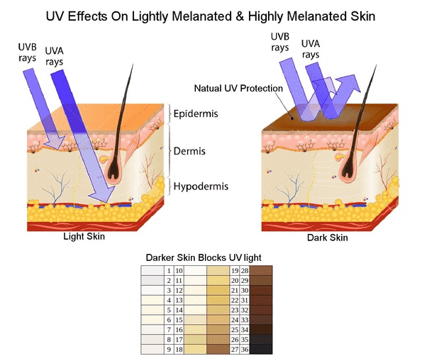 021-b-12-01-uv-rays-melanin-4.png