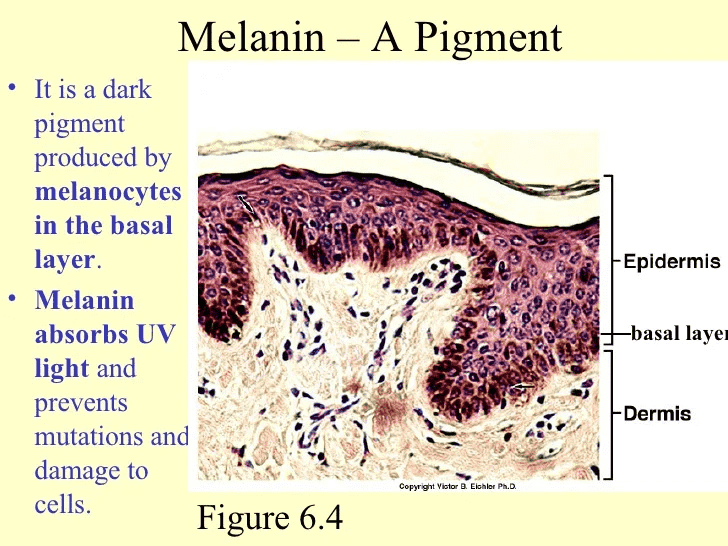 022-b-12-02-melanin-skin-information.png