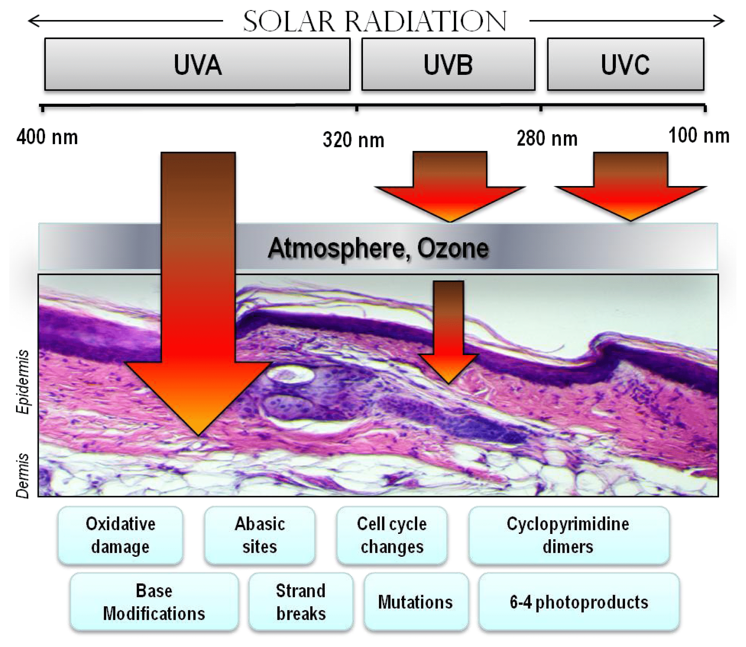 023-b-13-radiation-skin.png