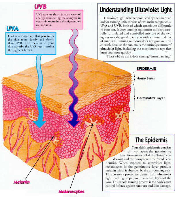 024-b-14-uv-rays-melanin-2.png