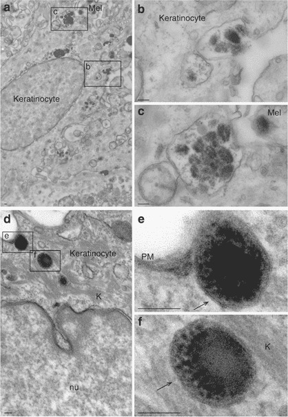 026-b-16-melanin-pineal-keratinocyte.png