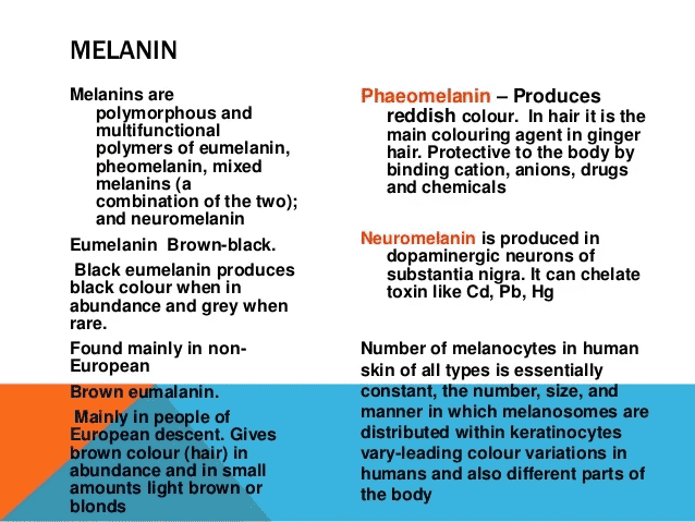 029-c-01-b-melanin-types.png