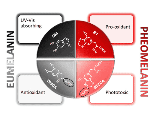 030-c-01-c-eumelanin-and-pheomelanin-4.png