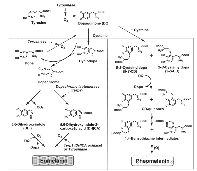 031-c-02-eumelanin-and-pheomelanin-2.png