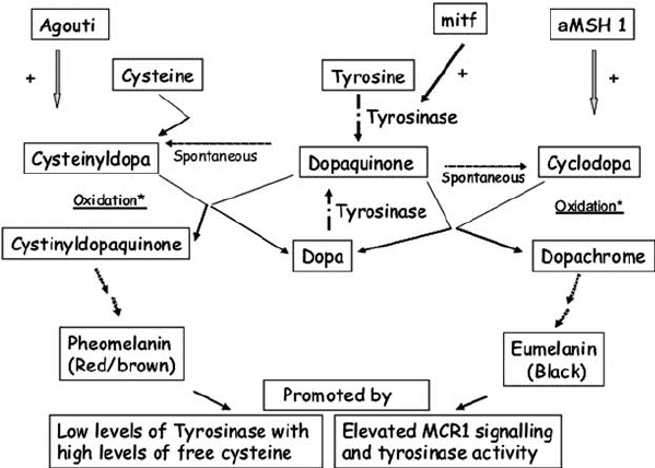 032-c-03-eumelanin-and-pheomelanin-6.png