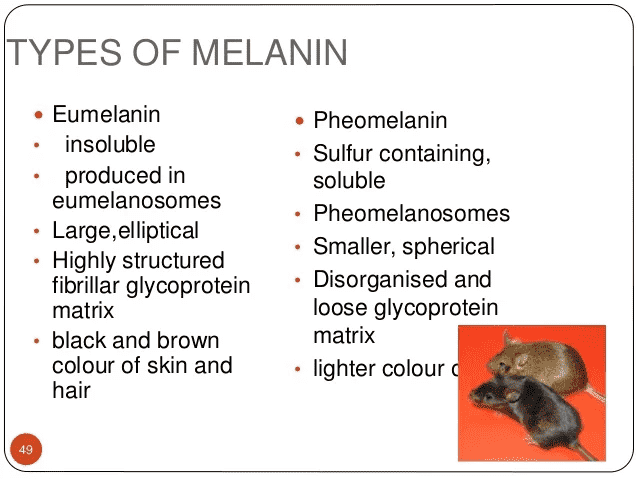 033-c-04-eumelanin-and-pheomelanin.png