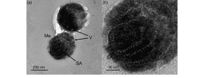 038-c-08-melanin-granules-5.png