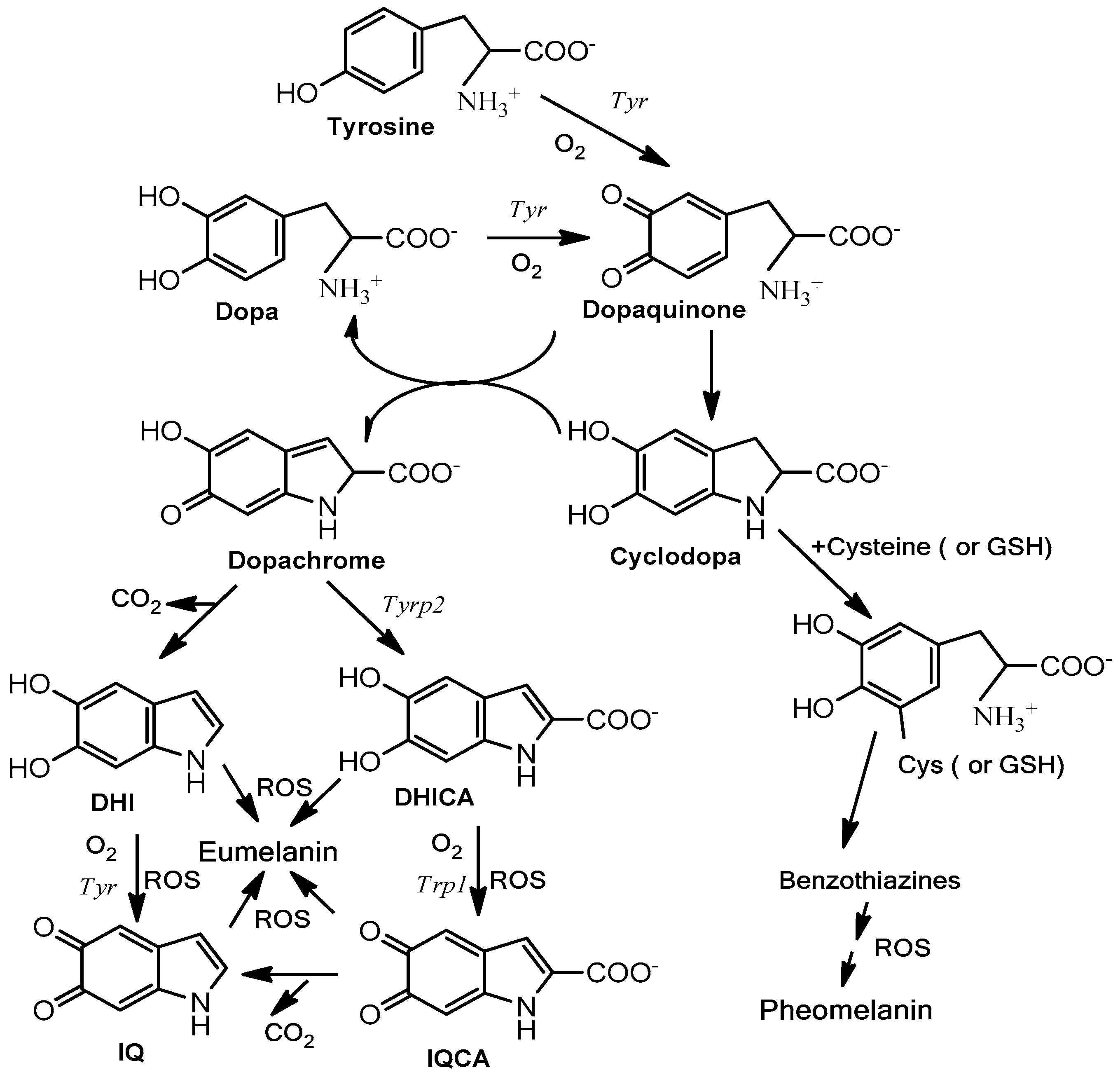 039-c-09-melanin-synthesis-dhi-dhica.png