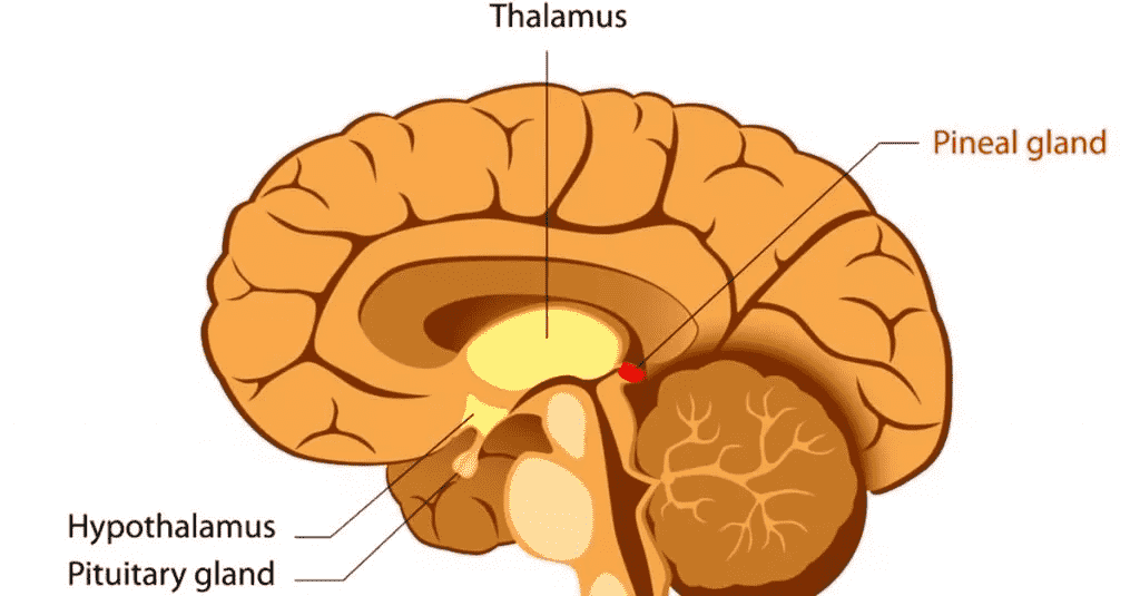 042-d-02-pineal-gland-2.png