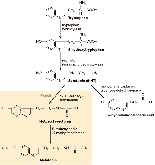 048-d-08-melatonin-pineal-chemistry.png