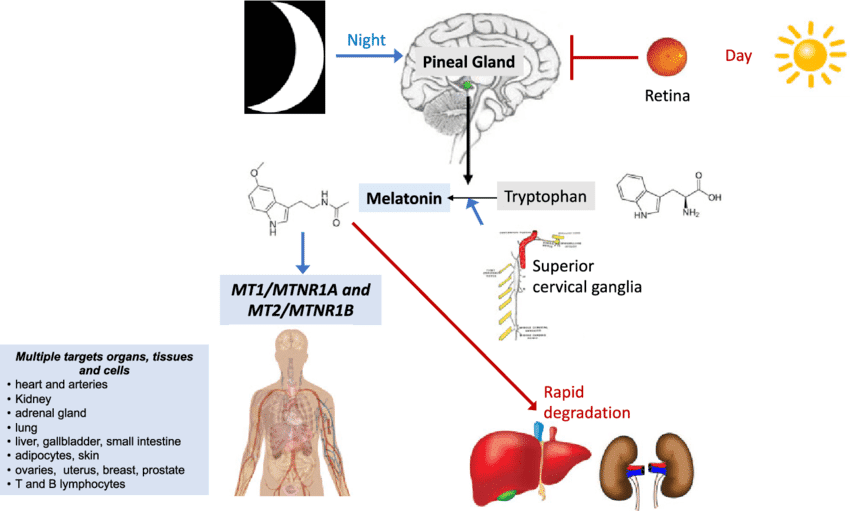 049-d-09-melatonin-pineal.png